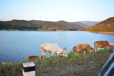 Horses in a lake