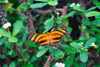 Butterfly perching on leaf