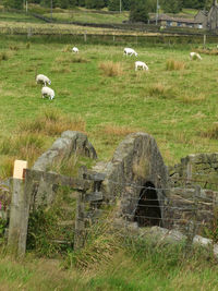 Sheep on field