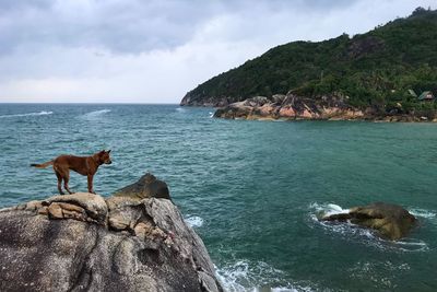 Dog on rock by sea against sky