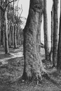 Trees growing on field in forest