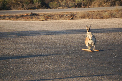 Dog on road in city