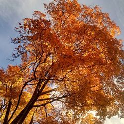 Low angle view of autumn trees