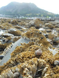 Rocks on beach