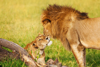 View of a lion