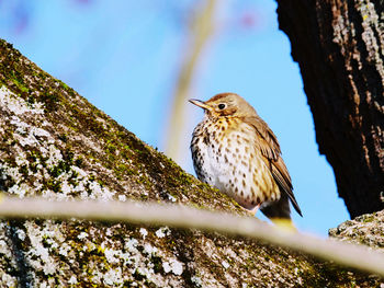 Bird perching on a tree