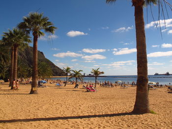 Palm trees on beach