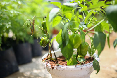 Close-up of potted plant
