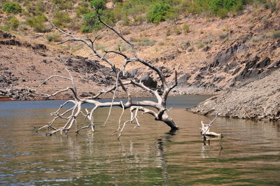 View of old tree branches in the middle of a river