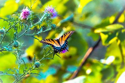 Close-up of butterfly pollinating on flower