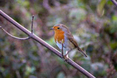 Close-up of bird perching on branch