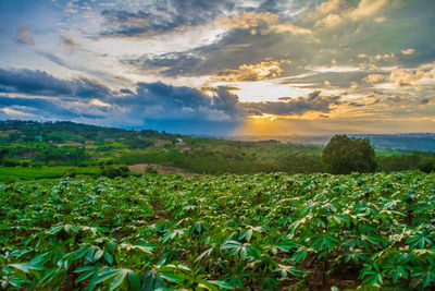 Scenic view of field against sky during sunset