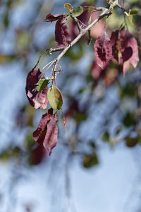 Close-up of berries on plant