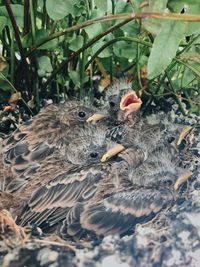 View of birds in nest