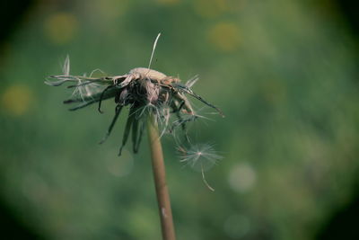 Close-up of insect on plant