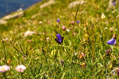 Close-up of purple crocus flowers on field