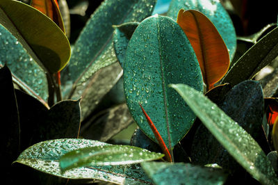 Close-up of wet plant leaves