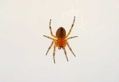 Close-up of spider