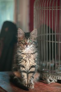 Portrait of cat sitting on table