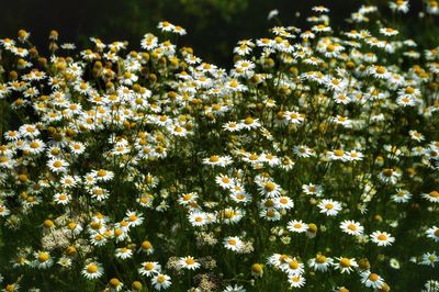 Close-up of flowering plants on field