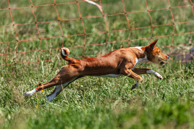 Basenji puppy running first time in field on lure coursing competition