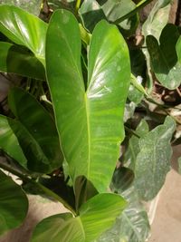 Close-up of water drops on leaves
