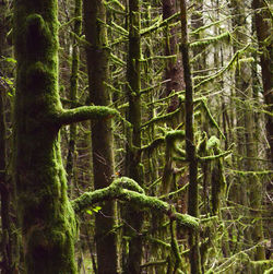 Moss growing on tree trunk