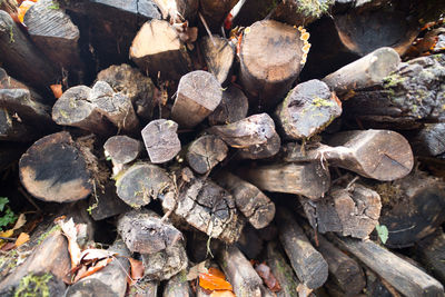 Full frame shot of logs in forest