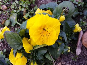 Close-up of yellow flower