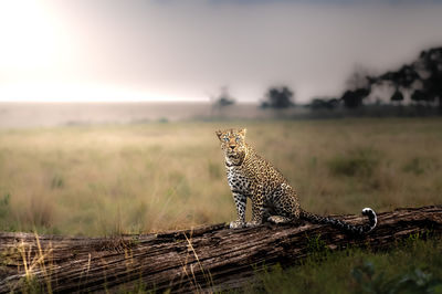 Leopard posing on tree trunk