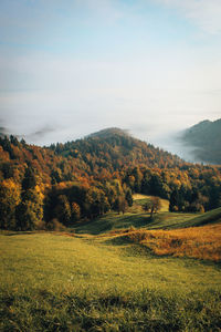 Scenic view of agricultural field against sky