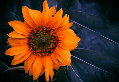 Close-up of orange flower blooming outdoors