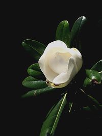 Close-up of white flowers