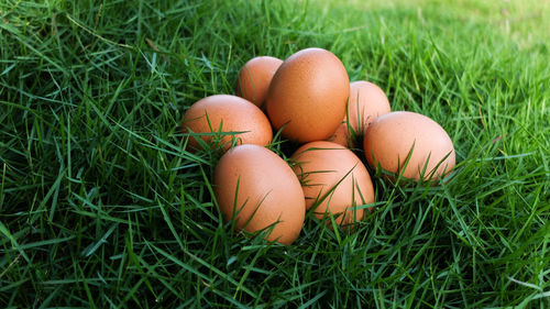 High angle view of eggs on grass