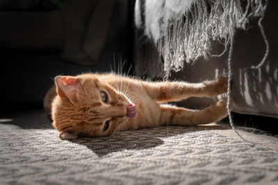 Close-up of a cat lying on floor