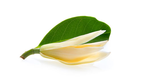 Close-up of lemon slice over white background