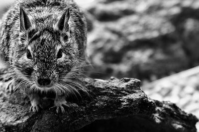 Close-up of degu