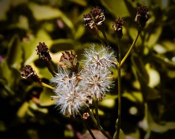 Close-up of wilted flowering plant