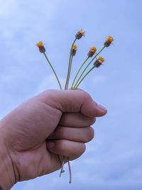 Close-up of hand holding flowering plant against sky