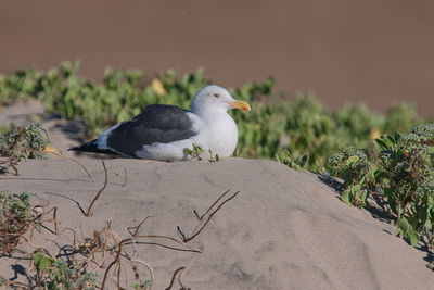 Close-up of bird perching on a plant