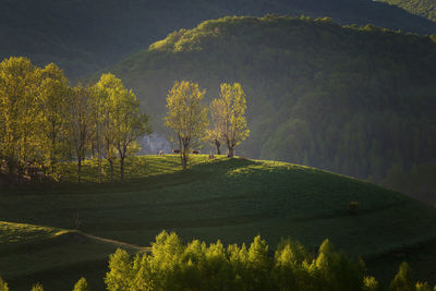 Trees on landscape against sky