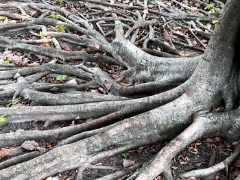 Full frame shot of tree trunk