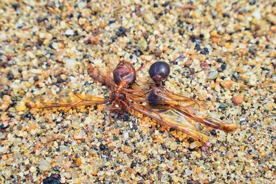 High angle view of spider on sand