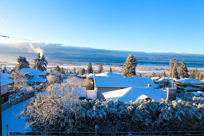 Snow covered plants against blue sky