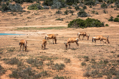 Horses in a field