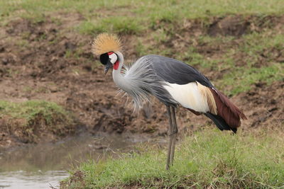 Close-up of bird on field