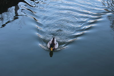 High angle view of swan swimming in lake