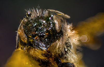 Close-up of spider on leaf