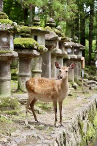 animal themes