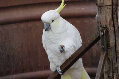 Close-up of parrot perching on wood